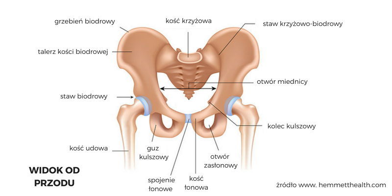 anatomia-kosci-miednicy-ok