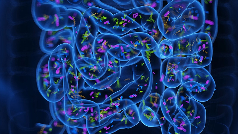 Mikrobiom – Rola Mikroorganizmów w Naszym Organizmie